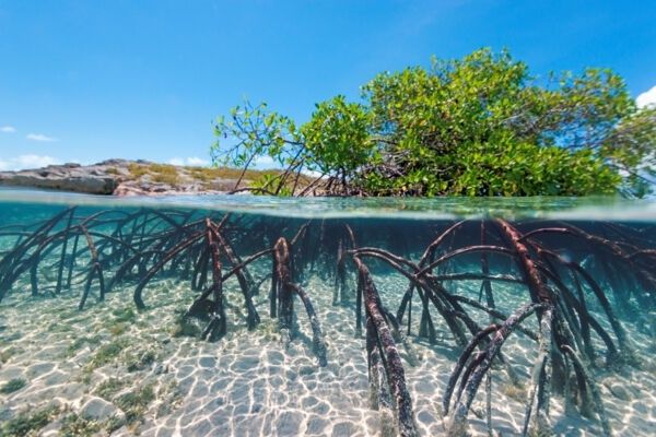 Red mangrove roots visible beneath clear coastal water