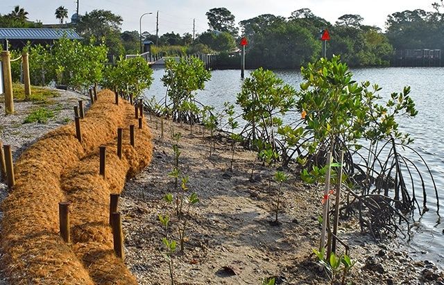 Young mangroves planted along a stabilized Florida shoreline